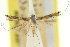  (Acrocercops pyrigenes - 11ANIC-16237)  @11 [ ] CreativeCommons - Attribution (2011) ANIC/CBG Photography Group Centre for Biodiversity Genomics