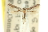  ( - 11ANIC-16258)  @11 [ ] CreativeCommons - Attribution (2011) ANIC/CBG Photography Group Centre for Biodiversity Genomics