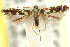  ( - 11ANIC-16264)  @11 [ ] CreativeCommons - Attribution (2011) ANIC/CBG Photography Group Centre for Biodiversity Genomics