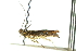  ( - 11ANIC-16267)  @11 [ ] CreativeCommons - Attribution (2011) ANIC/CBG Photography Group Centre for Biodiversity Genomics