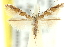  ( - 11ANIC-16286)  @11 [ ] CreativeCommons - Attribution (2011) ANIC/CBG Photography Group Centre for Biodiversity Genomics