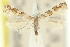  (Acrocercops irrorata - 11ANIC-16287)  @11 [ ] CreativeCommons - Attribution (2011) ANIC/CBG Photography Group Centre for Biodiversity Genomics
