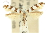  (Acrocercops antimima - 11ANIC-16291)  @11 [ ] CreativeCommons - Attribution (2011) ANIC/CBG Photography Group Centre for Biodiversity Genomics