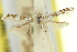  (Acrocercops apoblepta - 11ANIC-16292)  @11 [ ] CreativeCommons - Attribution (2011) ANIC/CBG Photography Group Centre for Biodiversity Genomics