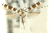  (Acrocercops macaria - 11ANIC-16301)  @11 [ ] CreativeCommons - Attribution (2011) ANIC/CBG Photography Group Centre for Biodiversity Genomics