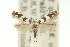  (Acrocercops sp. ANIC1 - 11ANIC-16304)  @11 [ ] CreativeCommons - Attribution (2011) ANIC/CBG Photography Group Centre for Biodiversity Genomics