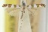  (Acrocercops autadelpha - 11ANIC-16313)  @11 [ ] CreativeCommons - Attribution (2011) ANIC/CBG Photography Group Centre for Biodiversity Genomics