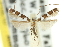  ( - 11ANIC-16315)  @11 [ ] CreativeCommons - Attribution (2011) ANIC/CBG Photography Group Centre for Biodiversity Genomics