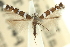  (Acrocercops argyrodesma - 11ANIC-16317)  @11 [ ] CreativeCommons - Attribution (2011) ANIC/CBG Photography Group Centre for Biodiversity Genomics