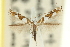  (Acrocercops calicella - 11ANIC-16322)  @11 [ ] CreativeCommons - Attribution (2011) ANIC/CBG Photography Group Centre for Biodiversity Genomics