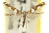  ( - 11ANIC-16325)  @11 [ ] CreativeCommons - Attribution (2011) ANIC/CBG Photography Group Centre for Biodiversity Genomics