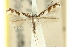  (Acrocercops axinophora - 11ANIC-16332)  @11 [ ] CreativeCommons - Attribution (2011) ANIC/CBG Photography Group Centre for Biodiversity Genomics