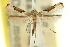  (Acrocercops enchlamyda - 11ANIC-16336)  @11 [ ] CreativeCommons - Attribution (2011) ANIC/CBG Photography Group Centre for Biodiversity Genomics