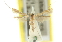  (Acrocercops ochroptila - 11ANIC-16338)  @11 [ ] CreativeCommons - Attribution (2011) ANIC/CBG Photography Group Centre for Biodiversity Genomics