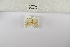  (Afrasura fracta - ANHRTUK-00111197)  @11 [ ] Copyright (2021) Unspecified ANHRT