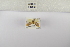  (Afrasura duplex - ANHRTUK-00138783)  @11 [ ] Copyright (2021) Unspecified ANHRT