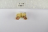  (Afrasura numida - ANHRTUK-00167791)  @11 [ ] Copyright (2021) Unspecified ANHRT