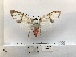  (Amerila magnifica - ANHRTUK00006175)  @11 [ ] COPYRIGHT (2021) Unspecified ANHRT
