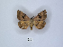  (Hypopyra africana - ANHRTUK00007371)  @11 [ ] Copyright (2021) Unspecified ANHRT