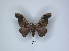  ( - ANHRTUK00018101)  @11 [ ] Copyright (2021) Unspecified ANHRT