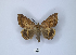  (Achaea catocalina - ANHRTUK00018807)  @11 [ ] Copyright (2021) Unspecified ANHRT