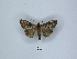  (Achaea atrimacula - ANHRTUK00023270)  @11 [ ] Copyright (2021) Unspecified ANHRT