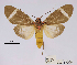  (Amerila rubondoi - ANHRTUK00025922)  @11 [ ] COPYRIGHT (2021) Unspecified ANHRT