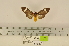  (Amerila alexandrae - ANHRTUK00025923)  @11 [ ] COPYRIGHT (2021) Unspecified ANHRT