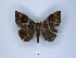 (Achaea durfa - ANHRTUK00030656)  @11 [ ] Copyright (2021) Unspecified ANHRT