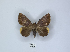  (Achaea ezea - ANHRTUK00031377)  @11 [ ] Copyright (2021) Unspecified ANHRT