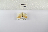  (Afrasura hieroglyphica - ANHRTUK-00034689)  @11 [ ] Copyright (2021) Unspecified ANHRT