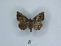  (Achaea basilewskyi - ANHRTUK00035531)  @11 [ ] Copyright (2021) Unspecified ANHRT