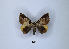  (Achaea intercisa - ANHRTUK00038993)  @11 [ ] Copyright (2021) Unspecified ANHRT