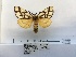  (Anaphe reticulata - ANHRTUK00039589)  @11 [ ] COPYRIGHT (2021) Unspecified ANHRT