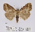  ( - ANHRTUK00043217)  @11 [ ] COPYRIGHT (2021) Unspecified ANHRT