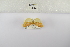  (Afrasura discocellularis - ANHRTUK-00059228)  @11 [ ] Copyright (2021) Unspecified ANHRT