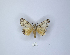  (Achaea hieroglyphigera - ANHRTUK00076925)  @11 [ ] Copyright (2021) Unspecified ANHRT