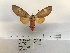  (Amerila phaedra - ANHRTUK00077513)  @11 [ ] COPYRIGHT (2021) Unspecified ANHRT