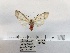  (Amerila lupia - ANHRTUK00077836)  @11 [ ] COPYRIGHT (2021) Unspecified ANHRT
