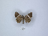  (Achaea rectilivia - ANHRTUK00086536)  @11 [ ] Copyright (2021) Unspecified ANHRT