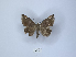  (Achaea jamesoni - ANHRTUK00086741)  @11 [ ] Copyright (2021) Unspecified ANHRT