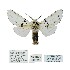  (Afrocerura leonensis - ANHRTUK00103029)  @11 [ ] Copyright (2021) Unspecified ANHRT