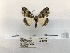  ( - ANHRTUK00124956)  @11 [ ] COPYRIGHT (2021) Unspecified ANHRT