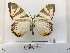  ( - ANHRTUK00132641)  @11 [ ] COPYRIGHT (2021) Unspecified ANHRT
