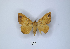  (Achaea xanthoptera - ANHRTUK00144458)  @11 [ ] Copyright (2021) Unspecified ANHRT