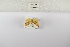  (Afrasura craigii - ANHRTUK-00160481)  @11 [ ] Copyright (2021) Unspecified ANHRT