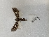  ( - ANHRTUK00164032)  @11 [ ] copyright (2021) Unspecified ANHRT