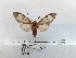  (Amerila roseomarginata - ANHRTUK00165151)  @11 [ ] COPYRIGHT (2021) Unspecified ANHRT