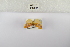  (Afrasura trunca - ANHRTUK-00165290)  @11 [ ] Copyright (2021) Unspecified ANHRT