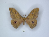  (Aurivillius bisinflectus - ANHRTUK00189725)  @11 [ ] Copyright (2021) Unspecified ANHRT